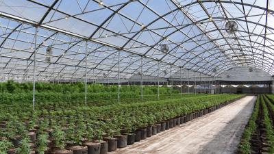 Cannabis Greenhouse