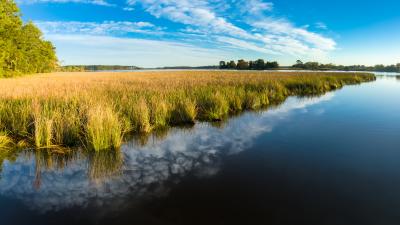 Marsh next to body of water