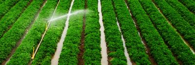 rows of crops with a sprinkler