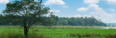 Grassy field with tree