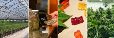 Cannabis plants and products in collage