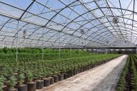 Cannabis Greenhouse