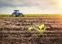 Field with tractor in background and single plant